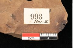Foto (Detailsansicht) von Fagus feroniae Unger (NHMW-GEO-2024-0188-0993)